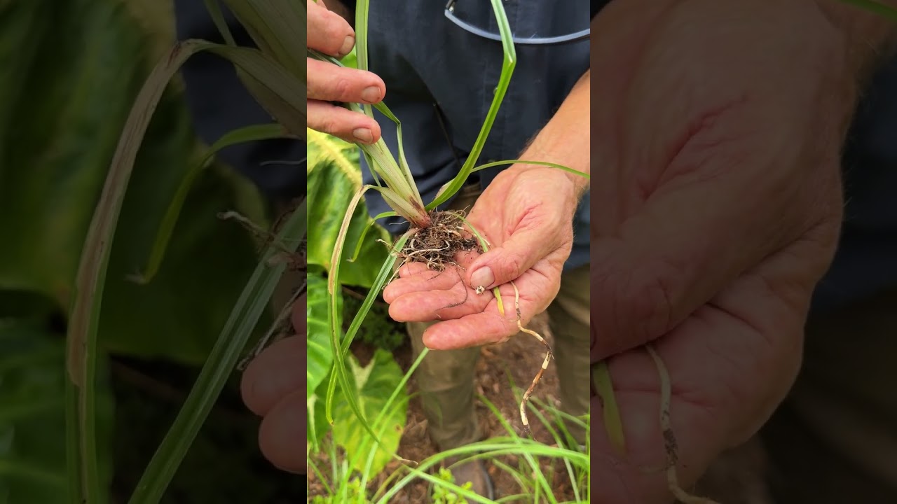 Yellow Nutsedge - an aggressive weed or a trendy paleo food? (Cyperus esculentus)