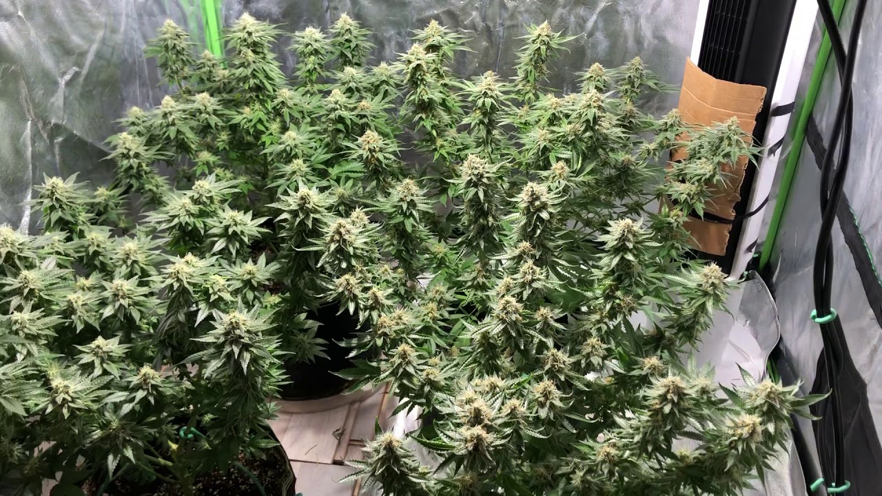 315w CMH | Vivosun 4x4 | END of Week 7 Flower | Northern Lights | Strawberry Sour Diesel