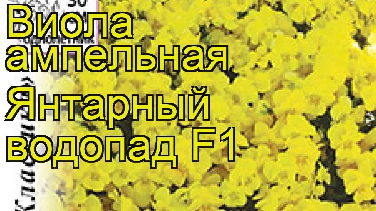 Виола ампельная Янтарный водопад. Краткий обзор, описание характеристик viola hybrida