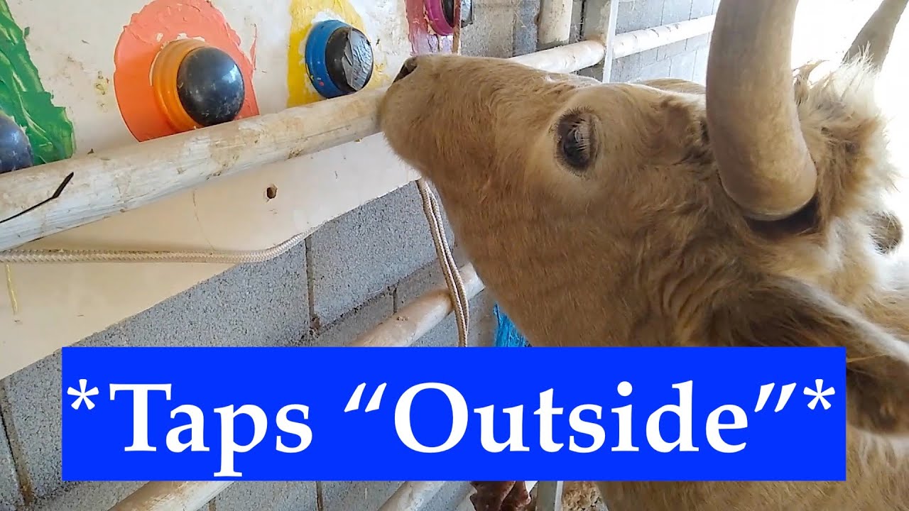 A Second Cow Is Learning To Communicate With Buttons! | Animal Sanctuary | Rescued Cow | Animal AAC