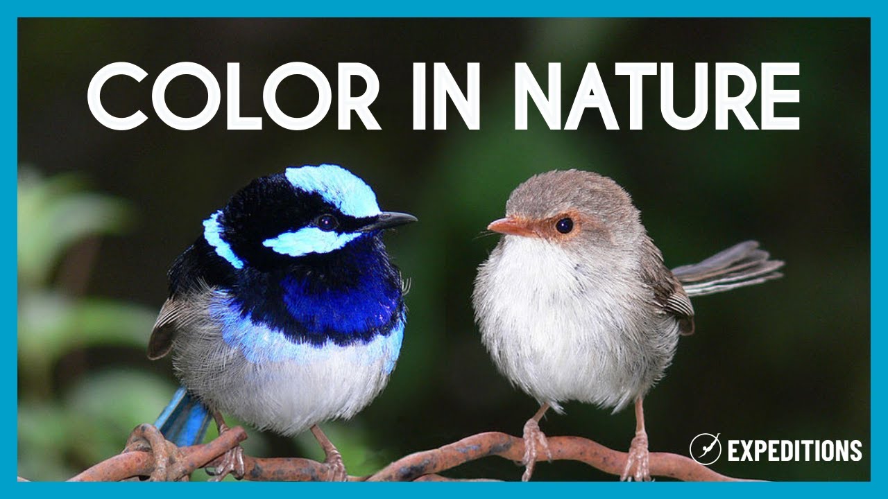 The role of color in nature | Silvia Vignolini