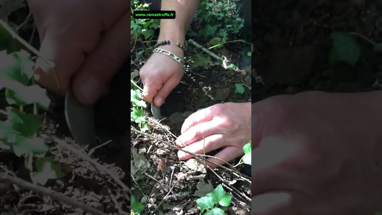 Voici la méthode pour le cavage de truffe à la mouche 👨🏻‍🦯 🪰 