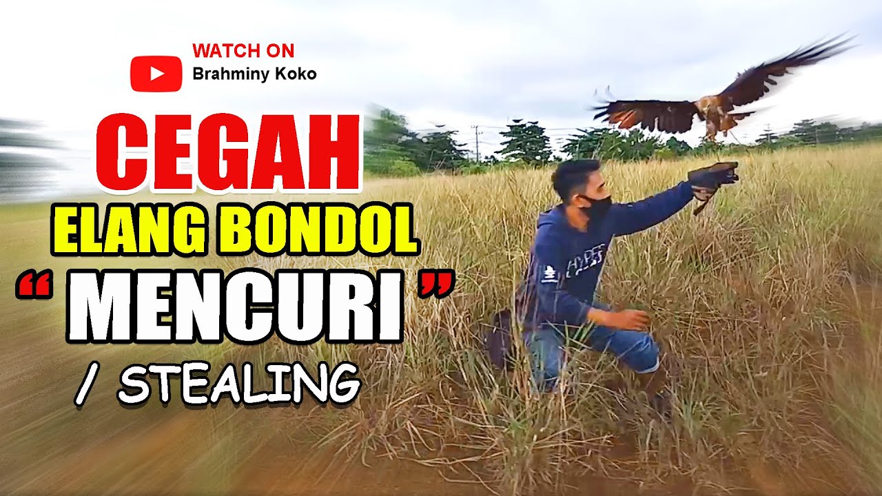 MELATIH ELANG BONDOL How to Train Eagle