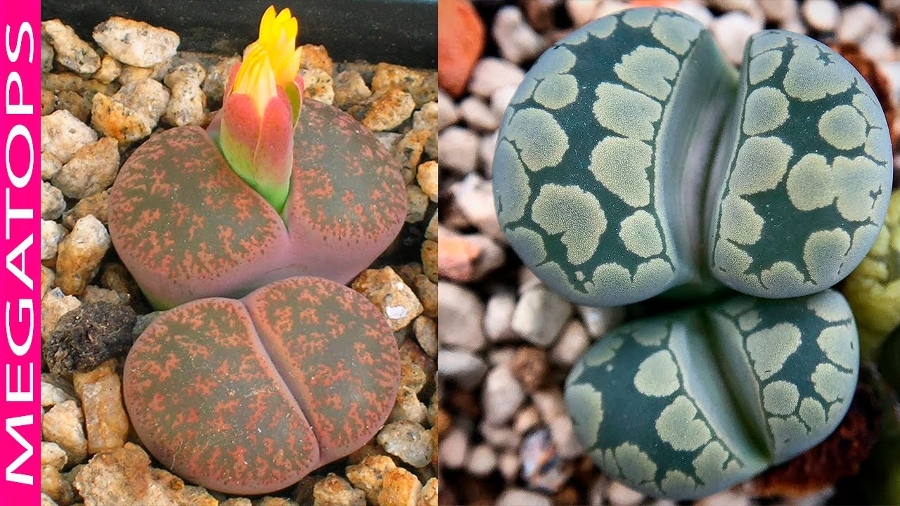 10 Plantas Piedras Vivas Muy Hermosas