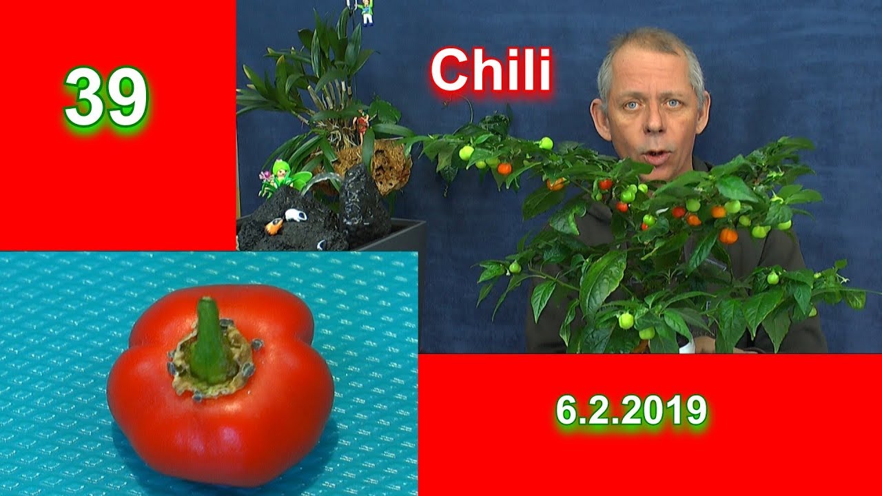 Hot Chili ernten und Aussaat Chili charapita red Kürbis
