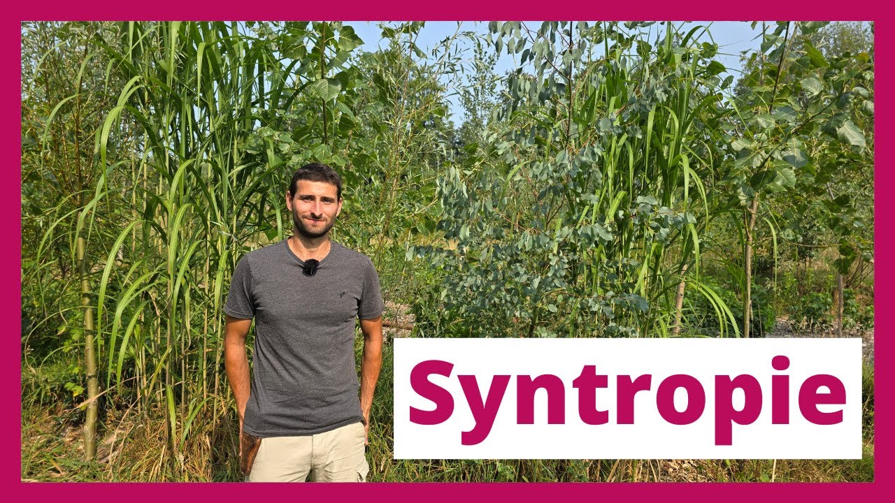 Vloet Permafruit : Syntropie, pépinière et fruits à coque dans un jardin-forêt