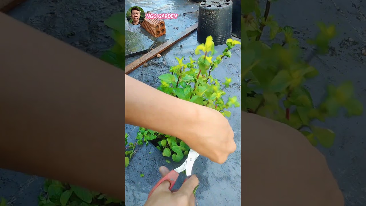 Trim the leaves and branches of the mint pot. #gardening #farming #garden