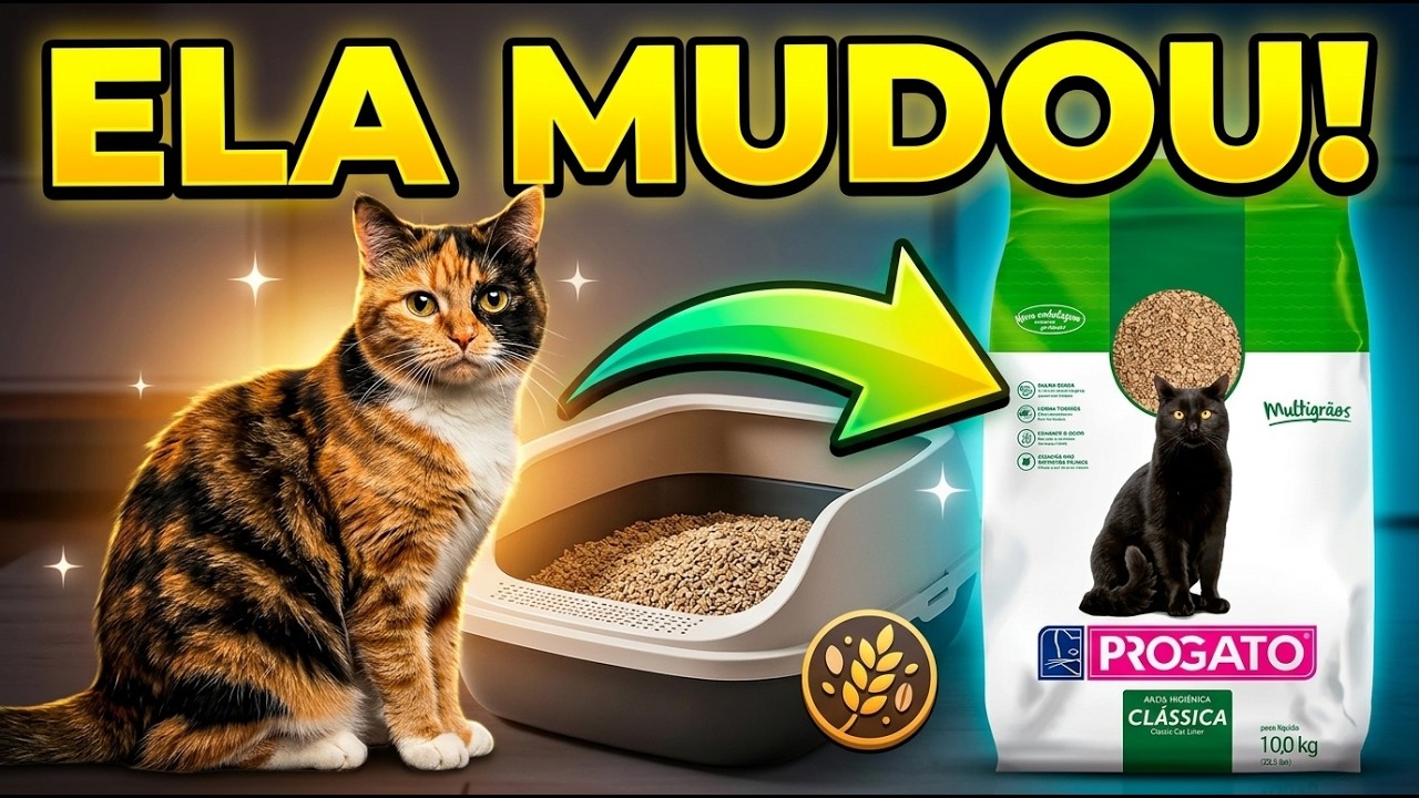 Testei NOVAMENTE areia Progato MULTIGRÃOS - Gatil Hauser