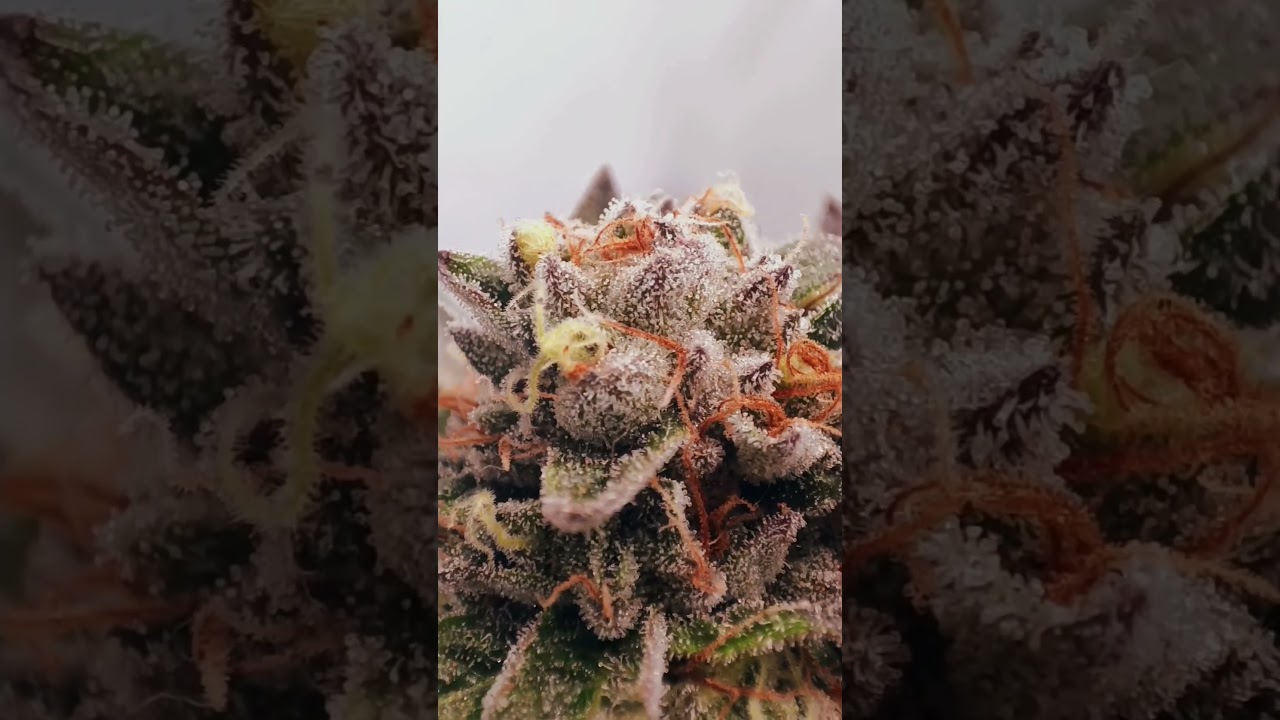 Trichomaufnahmen 🥦 Forum Cookies x OG Badazz von @RIPPERSEEDSTV  #homegrow Bl&uuml;tetag 55