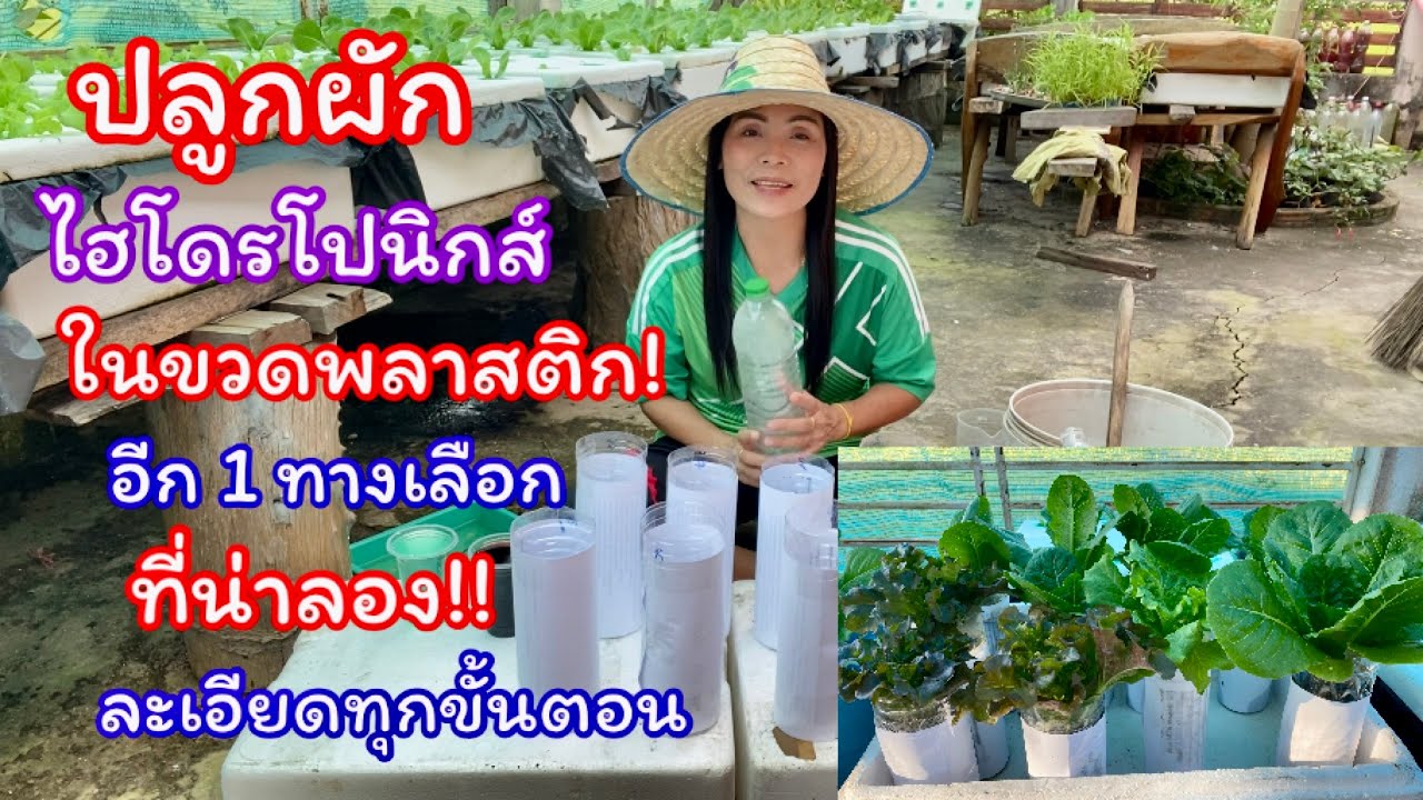 วิธีปลูกผักไฮโดรโปรนิกส์ในขวดพลาสติก #ไม่เปลืองปุ๋ย#ไม่ต้องใช้ถ้วยปลูก@Channel-ci8qw (EP.145)