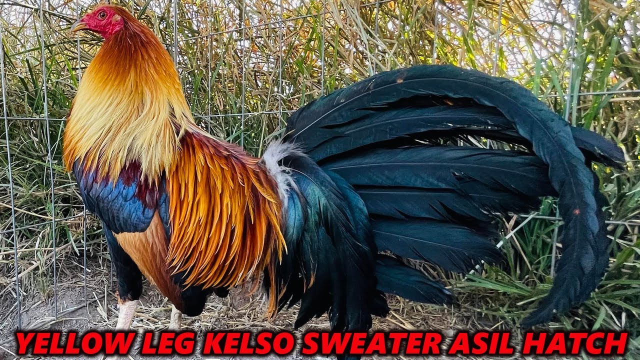 Pure Cecil Davis Kelso Sweater Radio Asil Grey Hatch MEZQUITE FARM