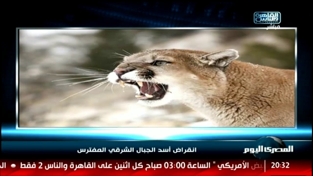 انقراض أسد الجبال الشرقي المفترس