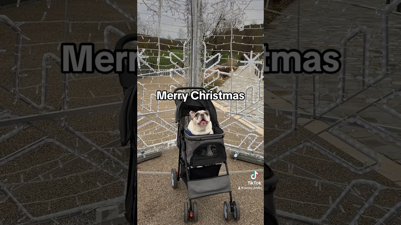 My dog wishes you Merry Christmas #dog #frenchbulldog #funny #pets #christmas #frenchie #viral