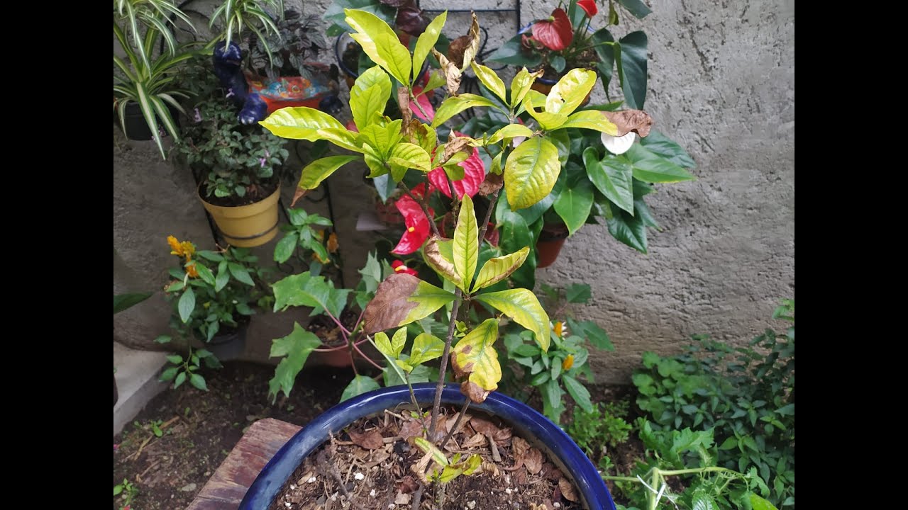 Cómo solucionar la clorosis de mí gardenia