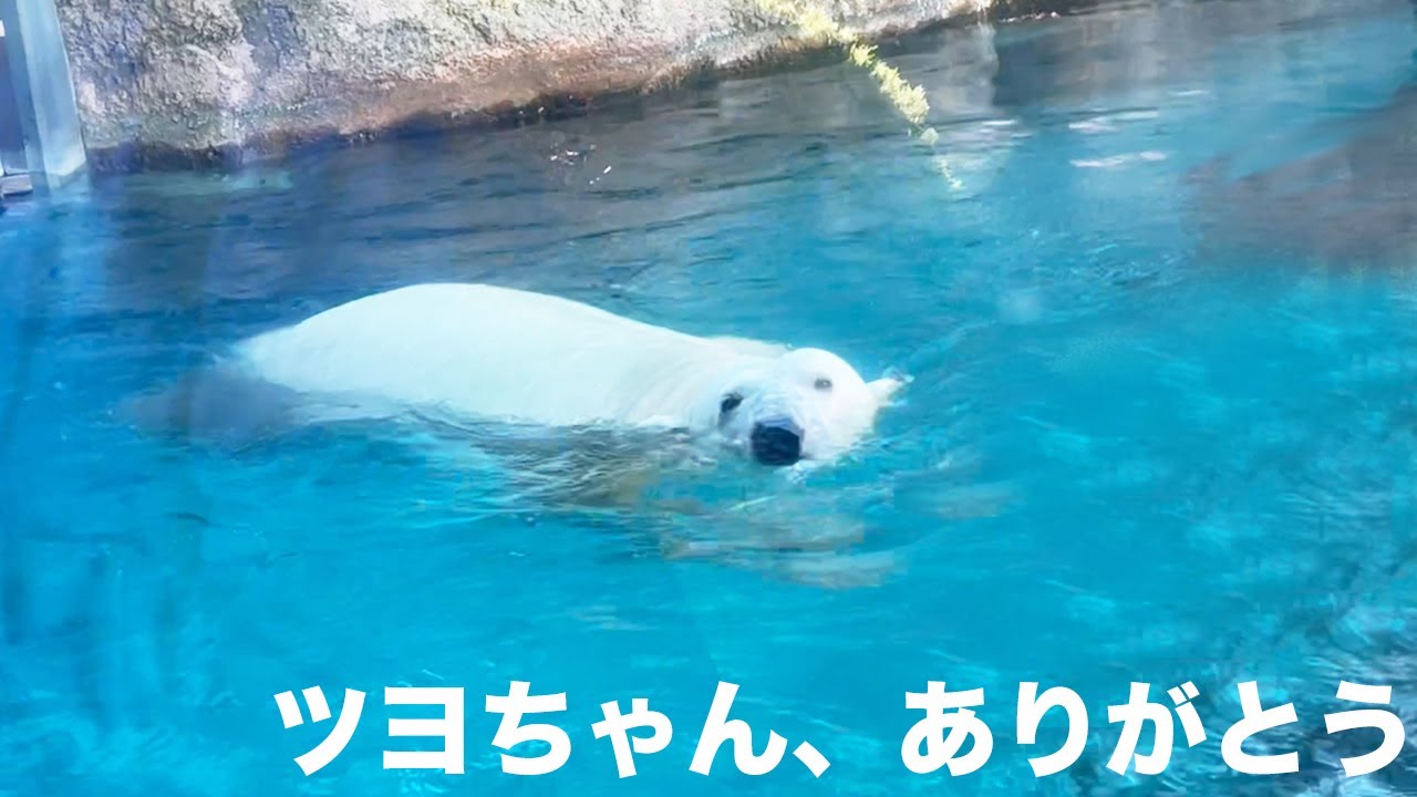 〈 vlog 〉よこはま動物園ズーラシアへ / ホッキョクグマ「ツヨシ」ありがとう