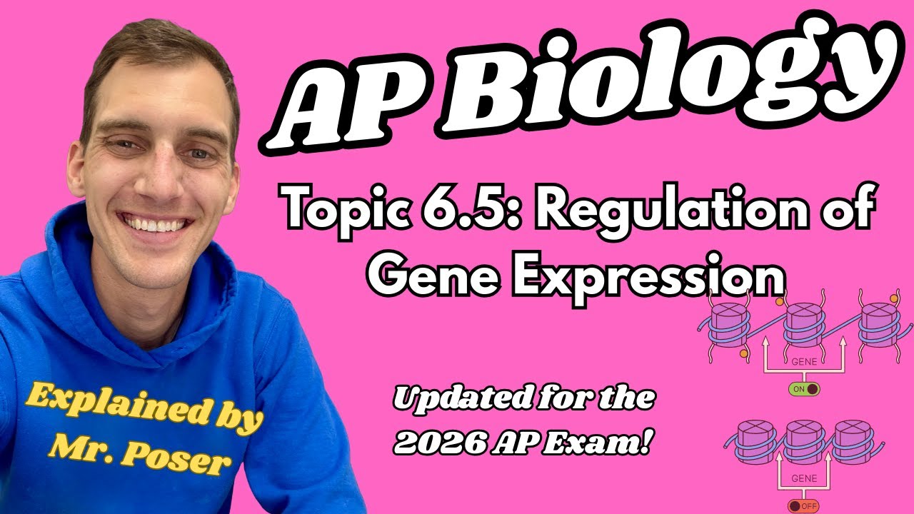 6.5 Регуляция экспрессии генов - AP Biology (обновлено в 2025-2026 гг.)