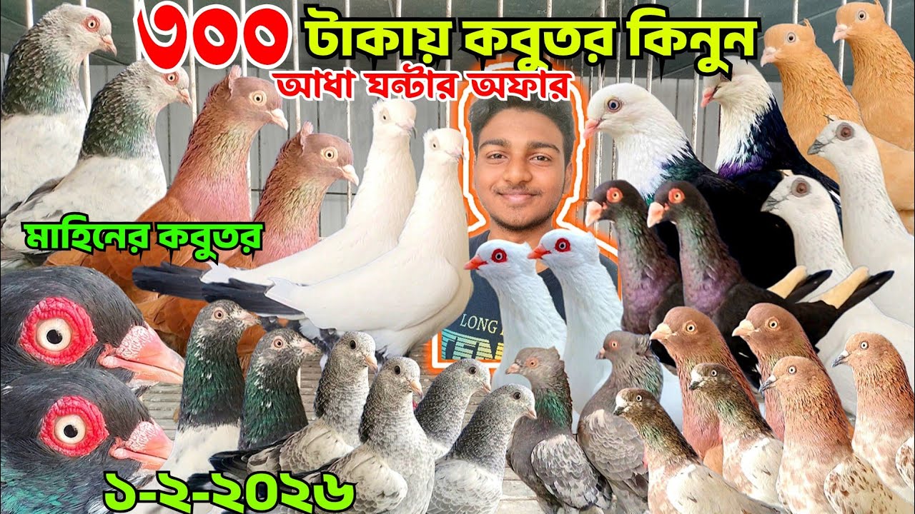 ৩০০ টাকা পিস কবুতর কিনুন, আধা ঘন্টার অফার চলছে। গররা কবুতর গিরবাজ কবুতর পাকিস্তানি কবুতর, মাহিনের