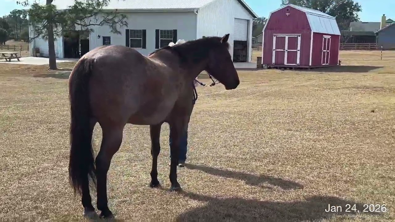 2026 Jan OHSA/Mary Ann Kocolowski & FQHR Sweet Whiskey/Ranch Conformation 