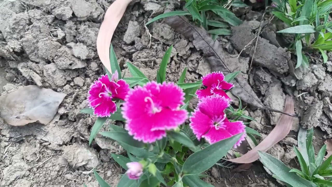 Beautiful flowers 🌹