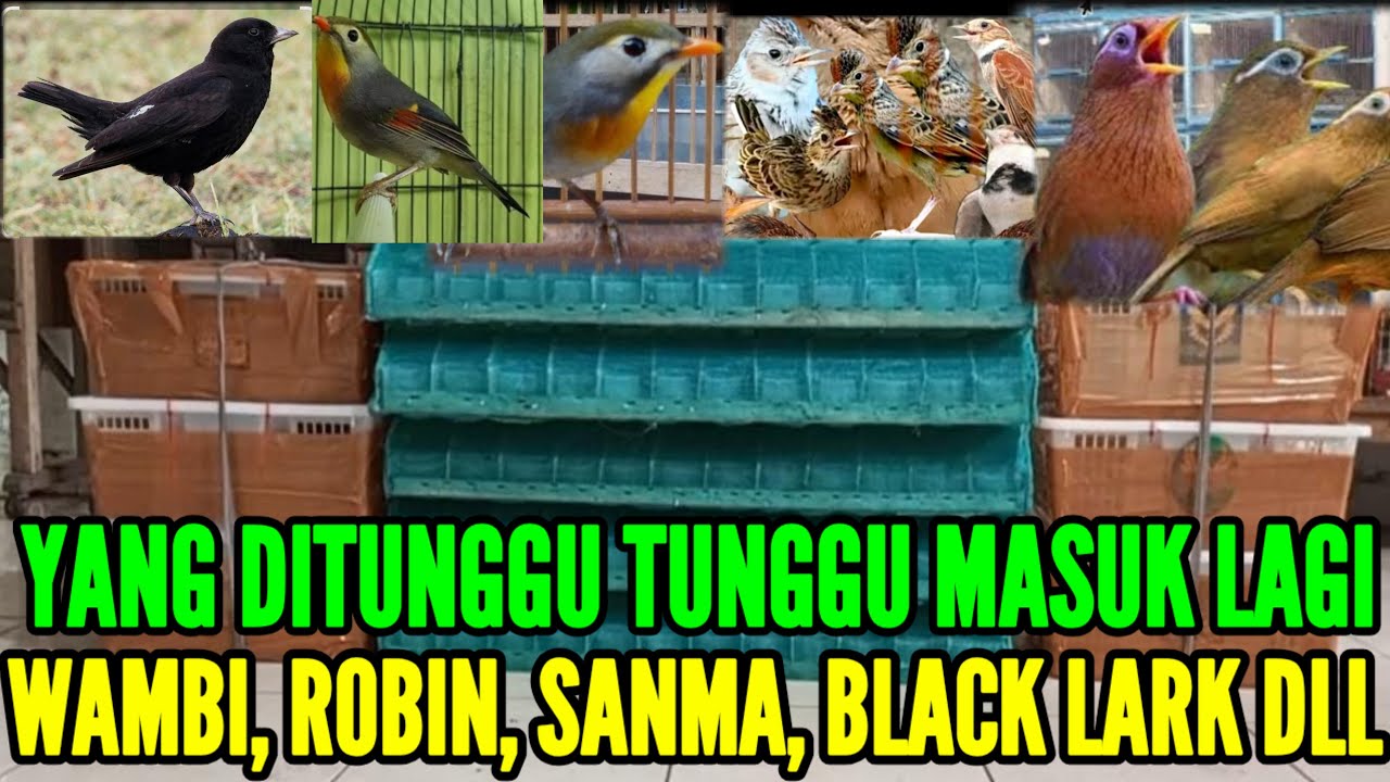 🔥 BONGKAR LAGI MASUK RATUSAN EKOR BURUNG IMPORT !! 0838-7553-6945