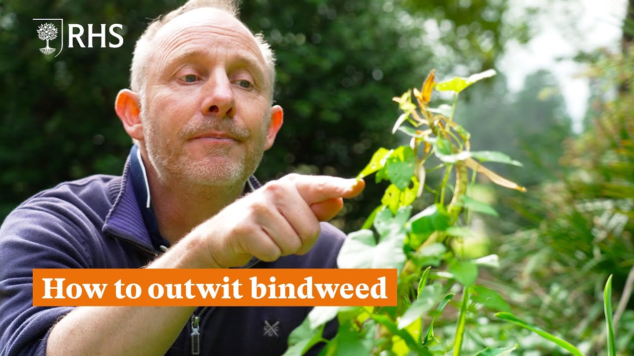 How to deal with bindweed | The RHS