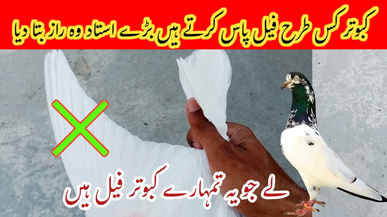 Bekar Kabutar Ki Nashanieya | Harab Kabutar Ky Points Ki Pehchan | Pigeon Day1