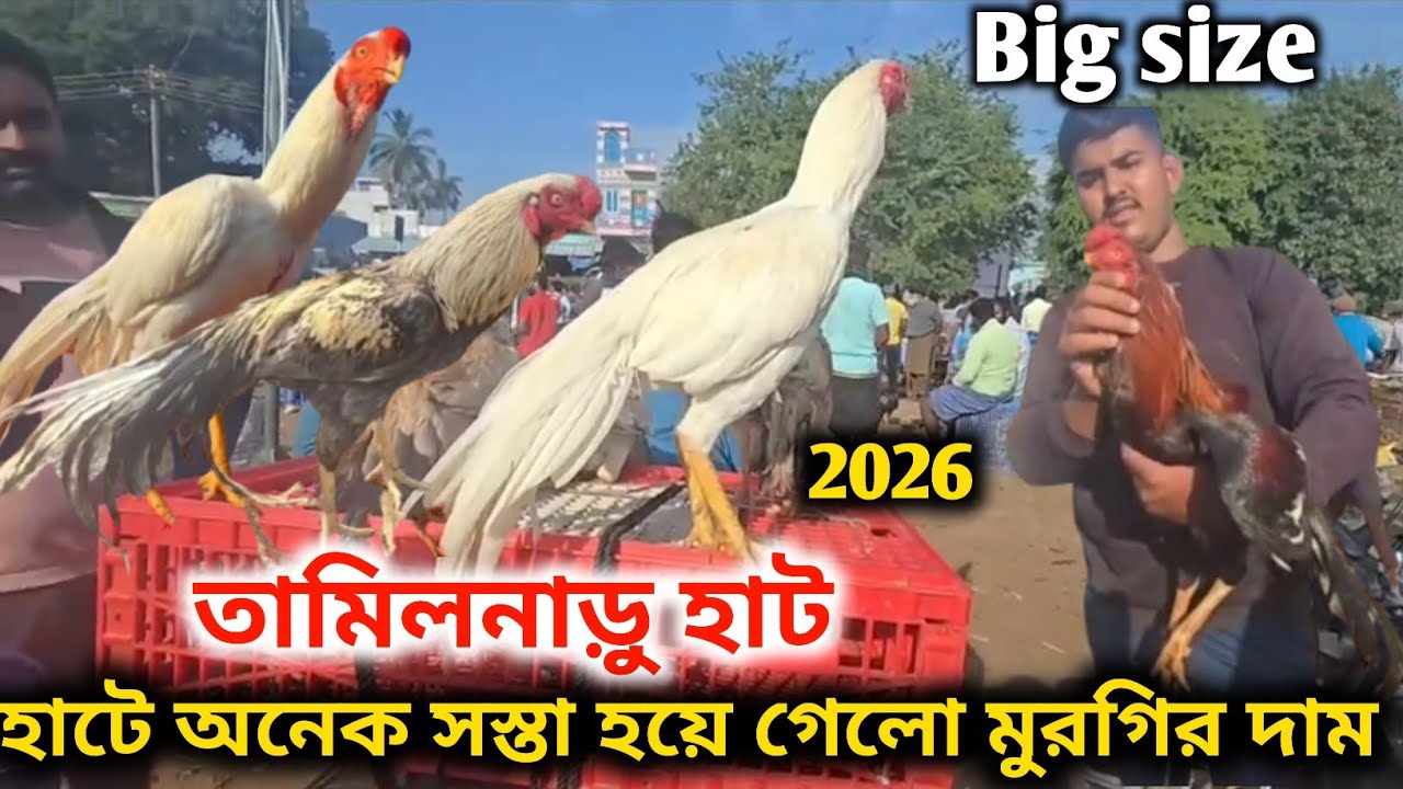 তামিলনাড়ু হাট || হাটে অনেক সস্তা হয়ে গেলো মুরগির দাম|| tamilnadu murga market 2026 