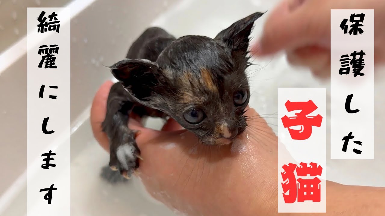 1203 【保護子猫】かなり汚れていたのでシャンプーしてみた　初めてのお風呂　野良猫　赤ちゃん猫　〜 I kitten took a bath 1st time 〜