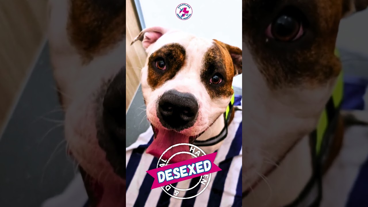 Random pets have done desexed this week 😊 #Sugarlandvet #Bundaberg #vets #desex