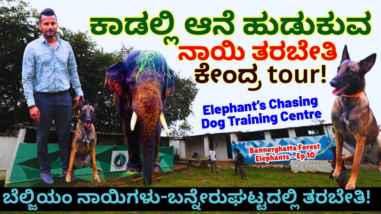🔥Forest Dogs Training Centre Tour-