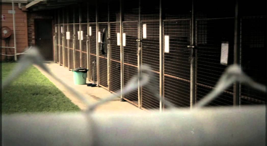 Animal Aid 