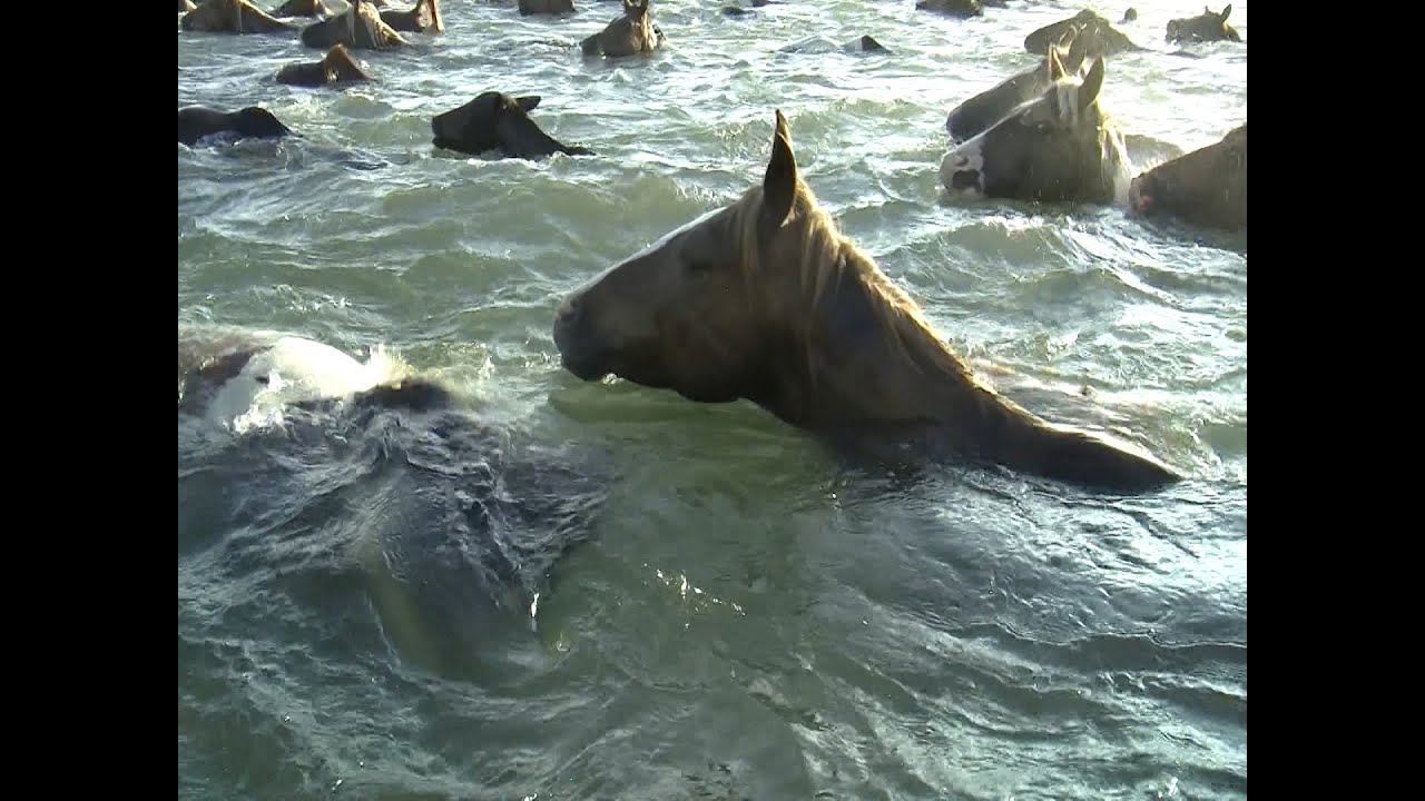 Chincoteague Pony Swim & Auction | 98th Annual Event | Saltwater Cowboys & Foals Galore!