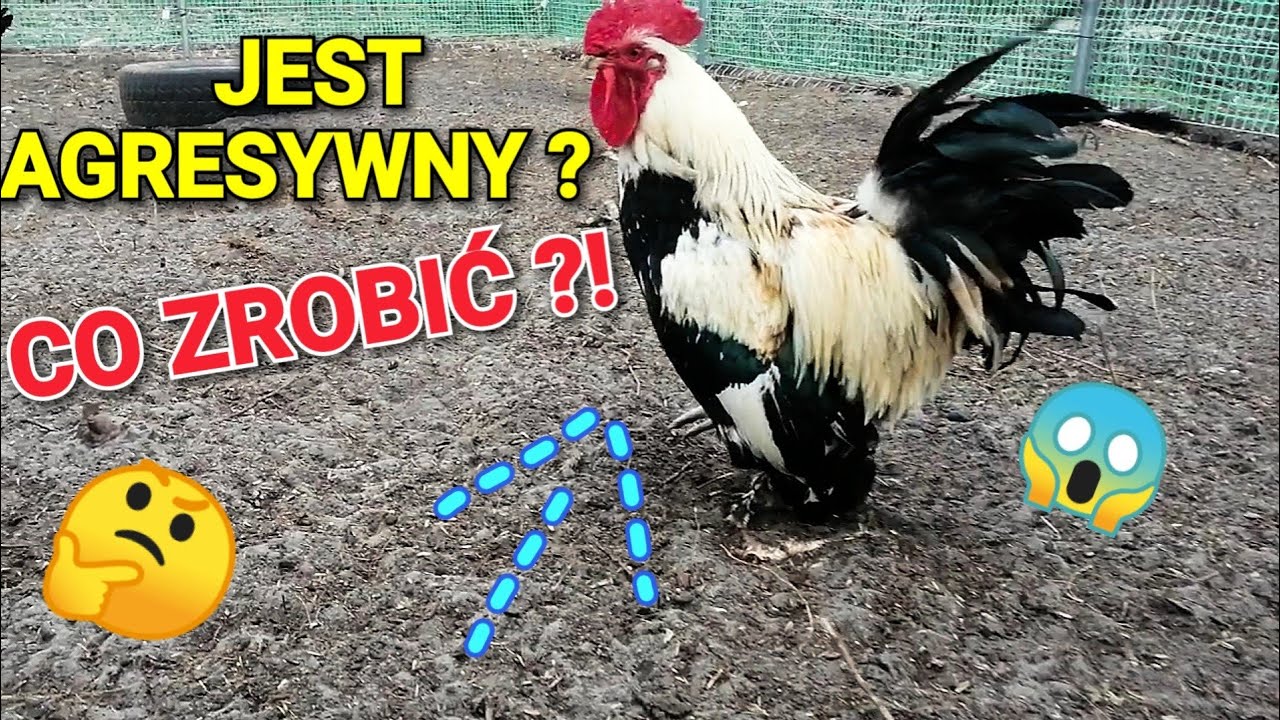 Co zrobić jeśli kogut jest agresywny 🐓?