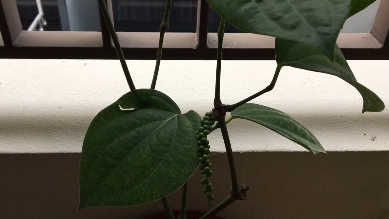 Plant care for Pepper plant or Piper Nigrum