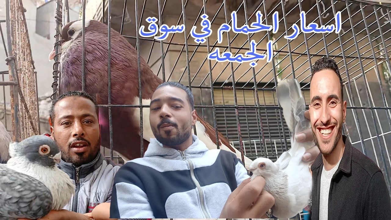 اسعار الحمام في سوق الجمعه مش هتصدق مين كان عندنافي سوق الجمعه بالاسكندرية #شريف _غاوي _حمام _غوزار 