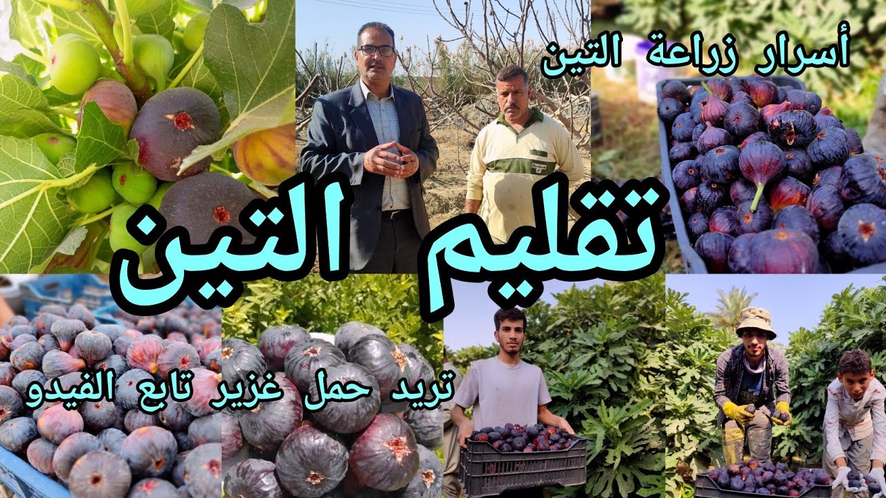تقليم التين و اسرار زراعة التين بكل التفاصيل مع الخبير الزراعي باسم المسلماوي حمل عزيز وجودة انتاج