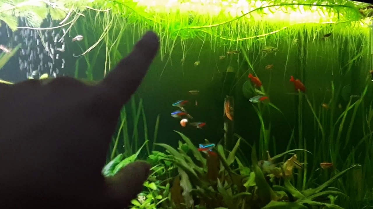 Pelvicachromis Kribensis Moliwe a adaptção ao 200L