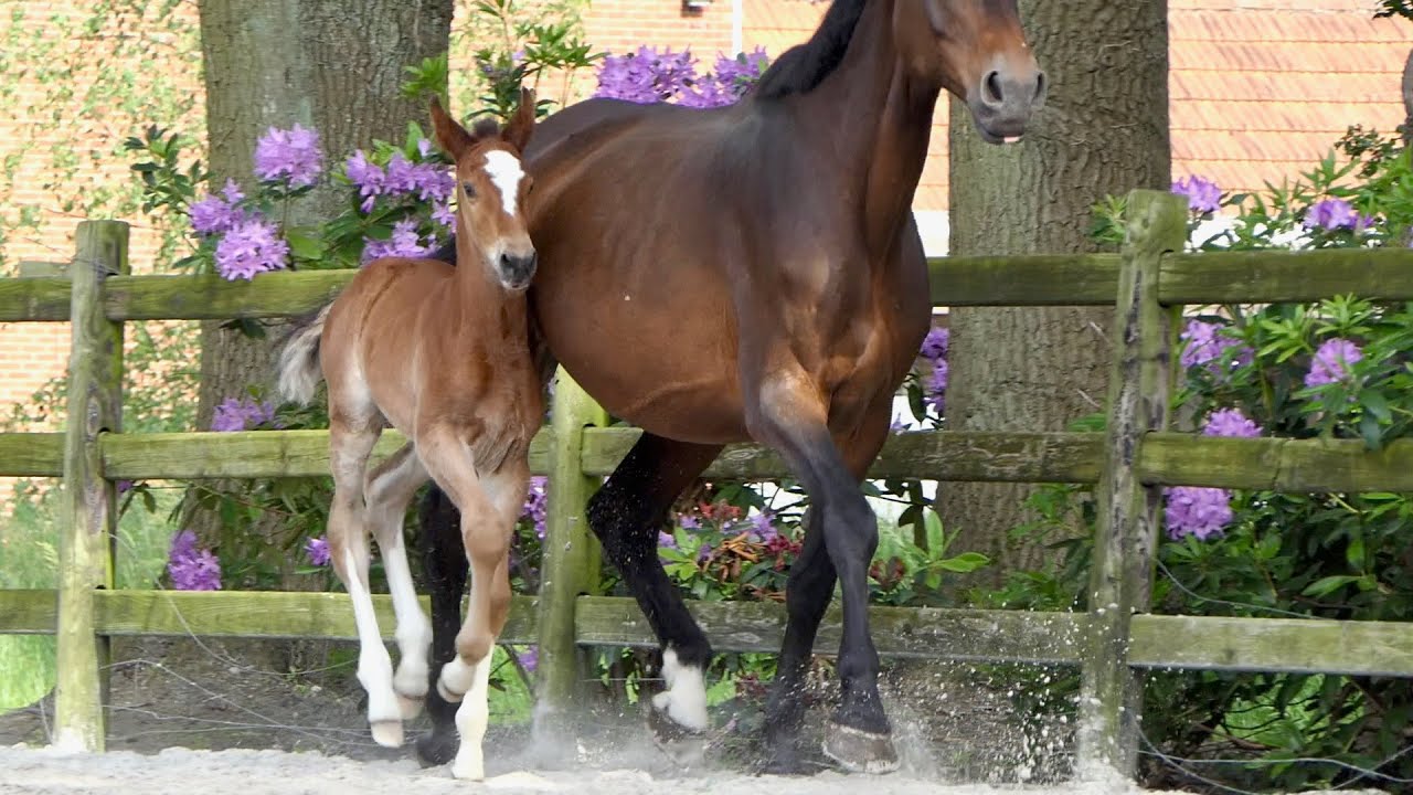 Happy newborn filly of Ansingh de Lis x Celine from Second Life “ Calvaro daughter out Cumano🔥🌪️⚡️