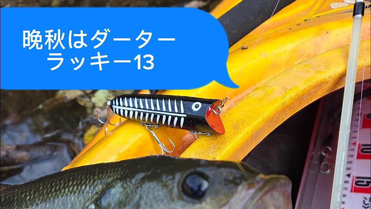 晩秋～初冬はダーターが良いのです