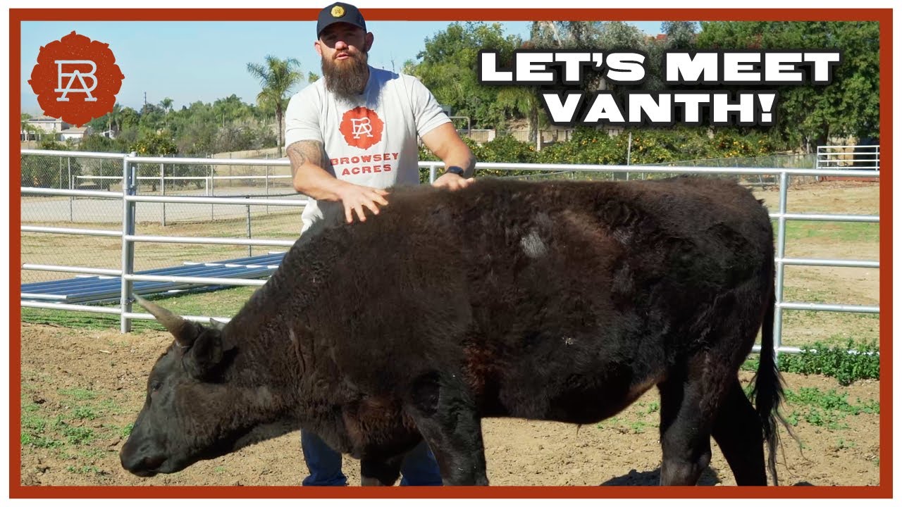 Meet Vanth the Steer | Browsey Acres