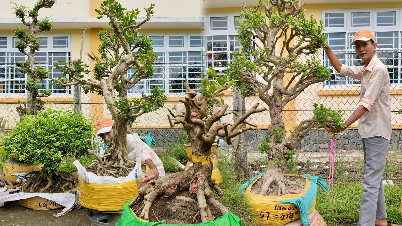 Cây cảnh thập cẩm 16/1 Viết Sang giá tại vườn - Bonsai Mini, Cây Ăn Trái, Hoa Kiểng, Cây Sân Vườn
