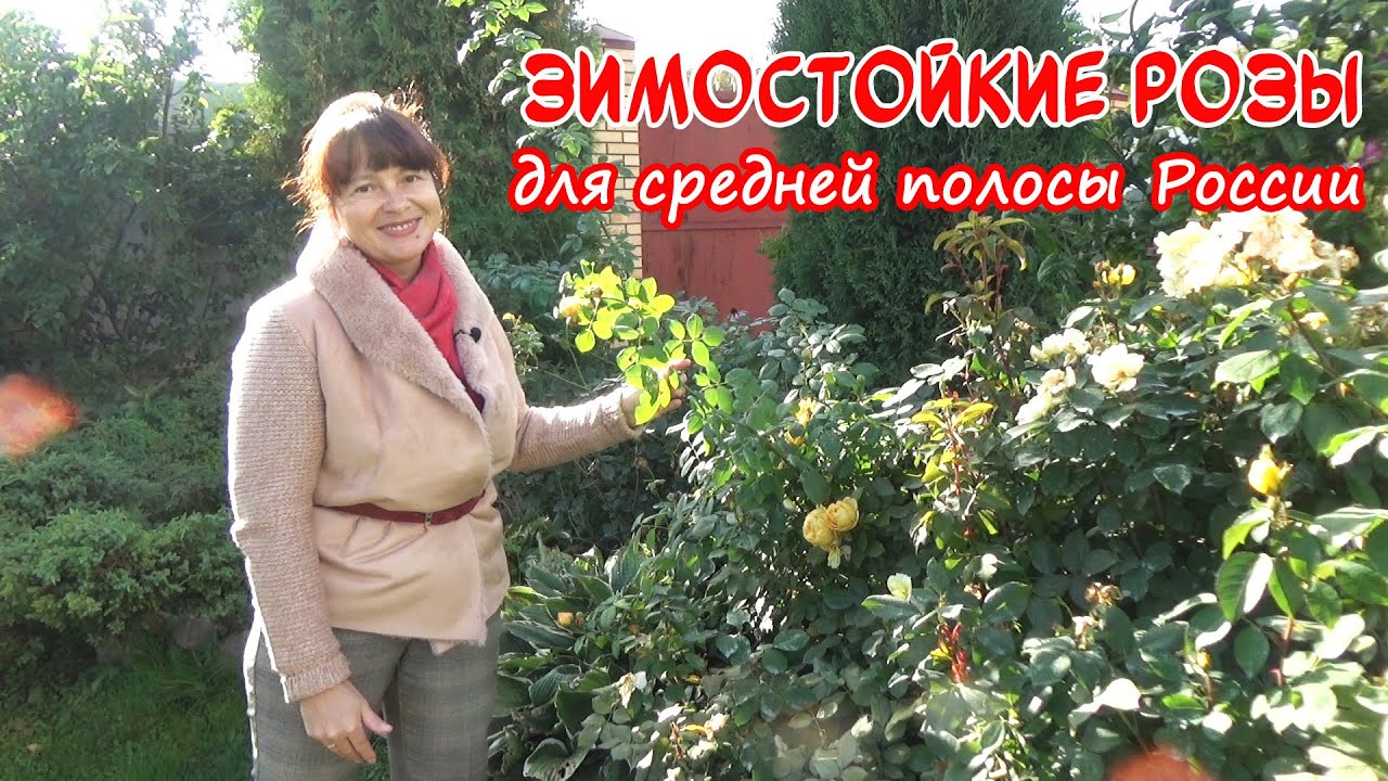 ЗИМОСТОЙКИЕ РОЗЫ. Сажайте раз и навсегда! Самые НЕУБИВАЕМЫЕ сорта. Garden roses.