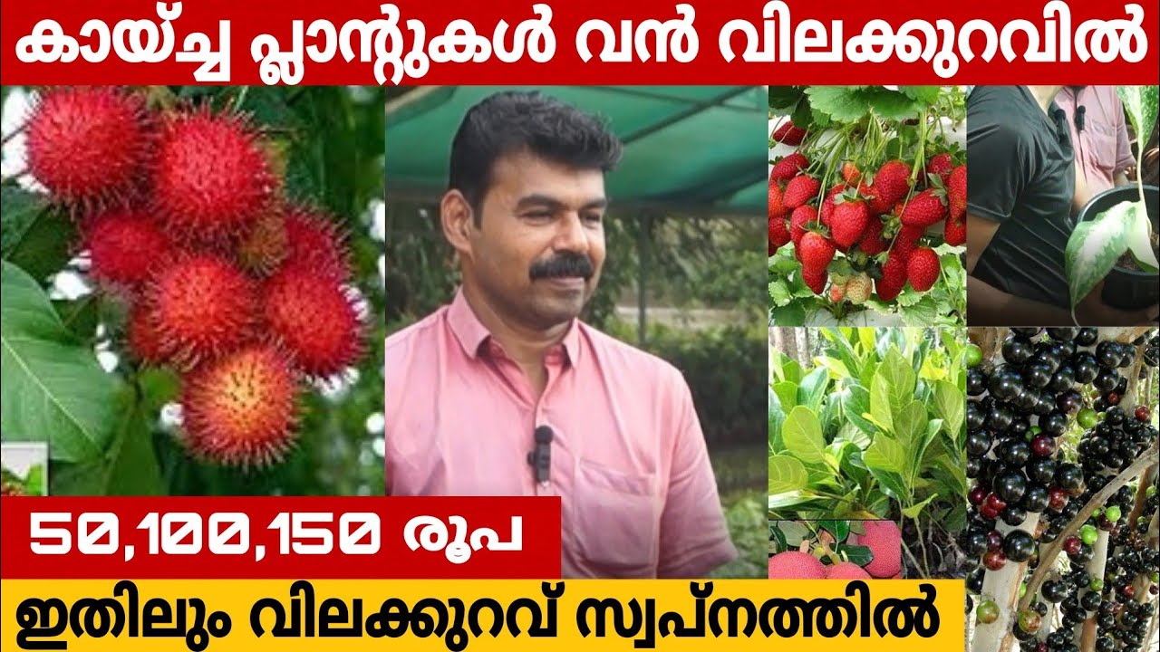 കായ്ച്ച പ്ലാന്റുകൾ ഇതിനേക്കാൾ വിലക്കുറവിൽ വേറെ എവിടെയും കിട്ടില്ല | PLANT NURSERY | FRUITS PLANTS
