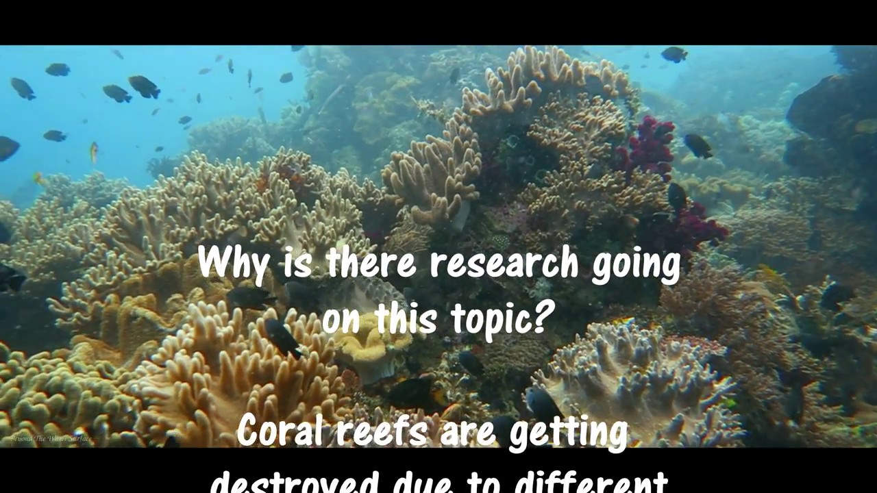 Human Assisted Evolution On Corals