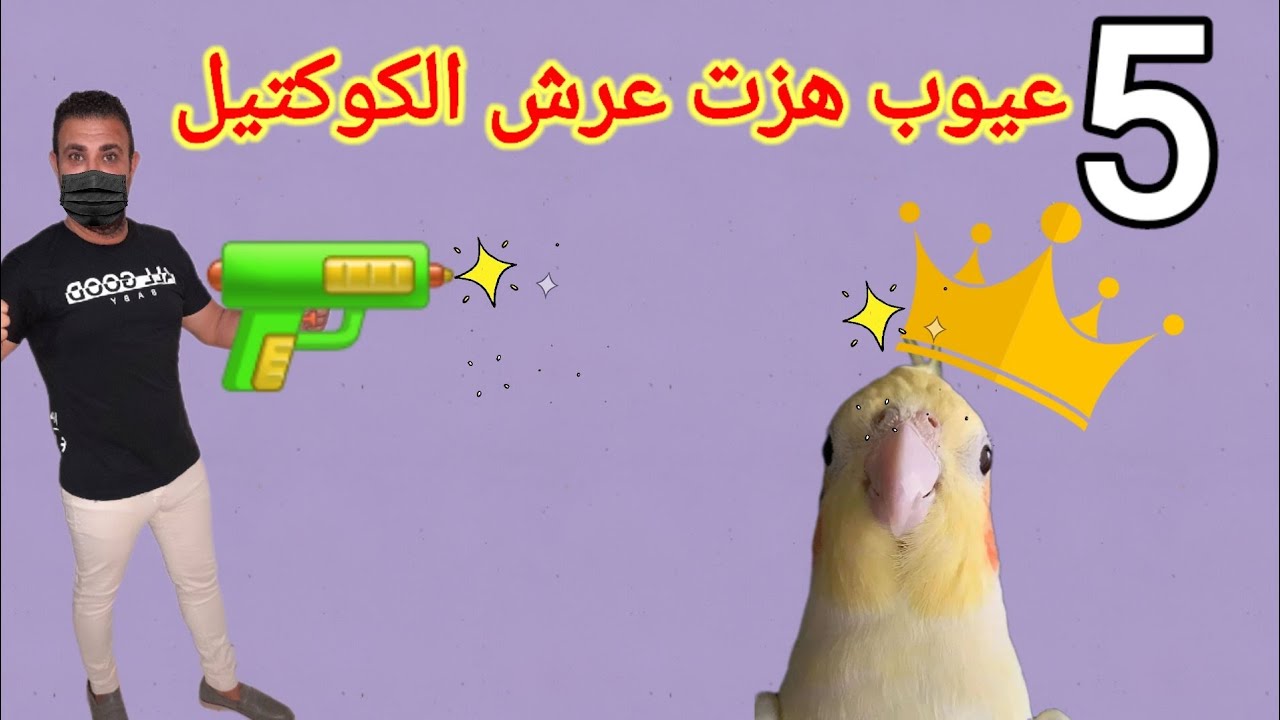 عيـ.ـوب تربيه الكوكتيل - الكروان - كالوبسيت. للمبتدئين في التربيه 👌