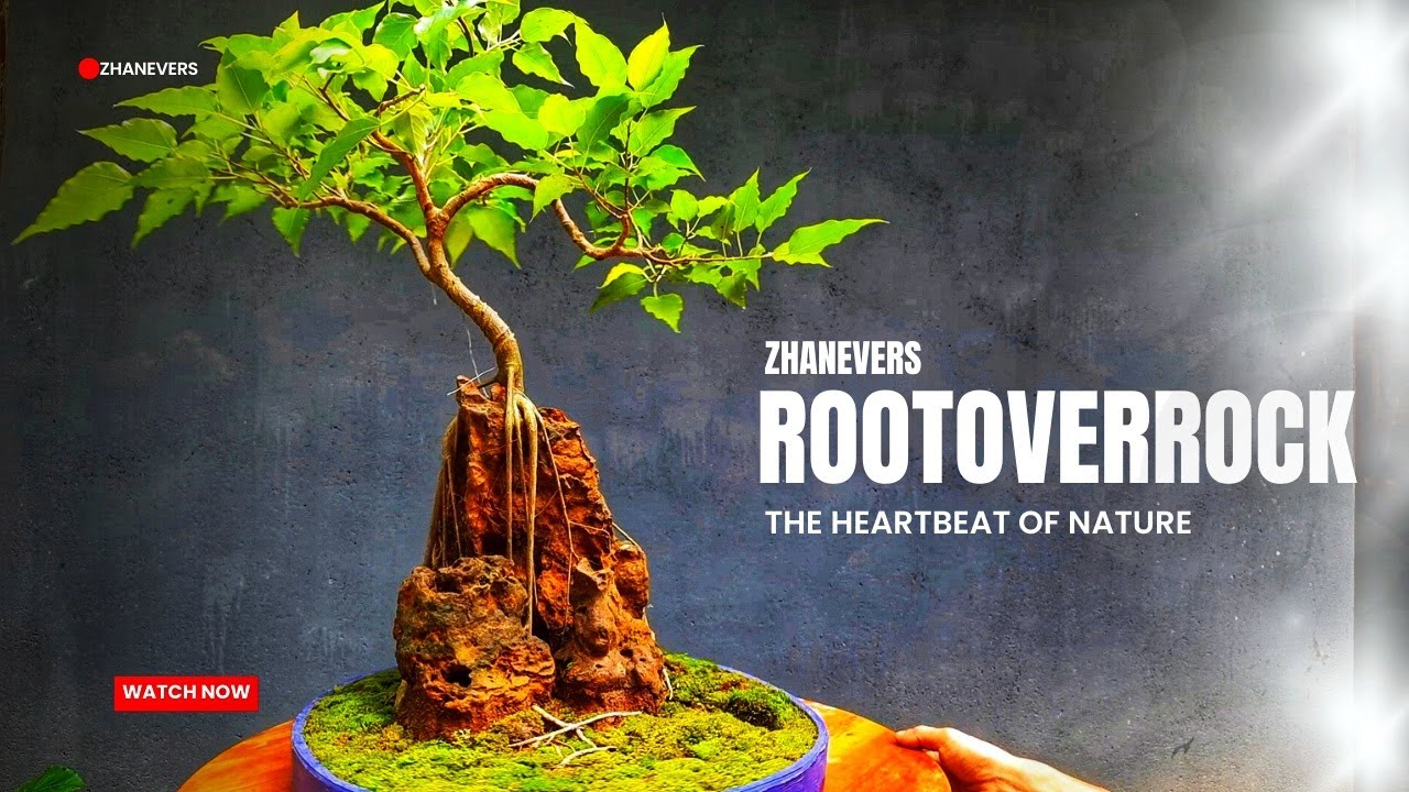 How to Care Root over Rock Bonsai | Maintaining Ficus Bonsai (Time lapse video)