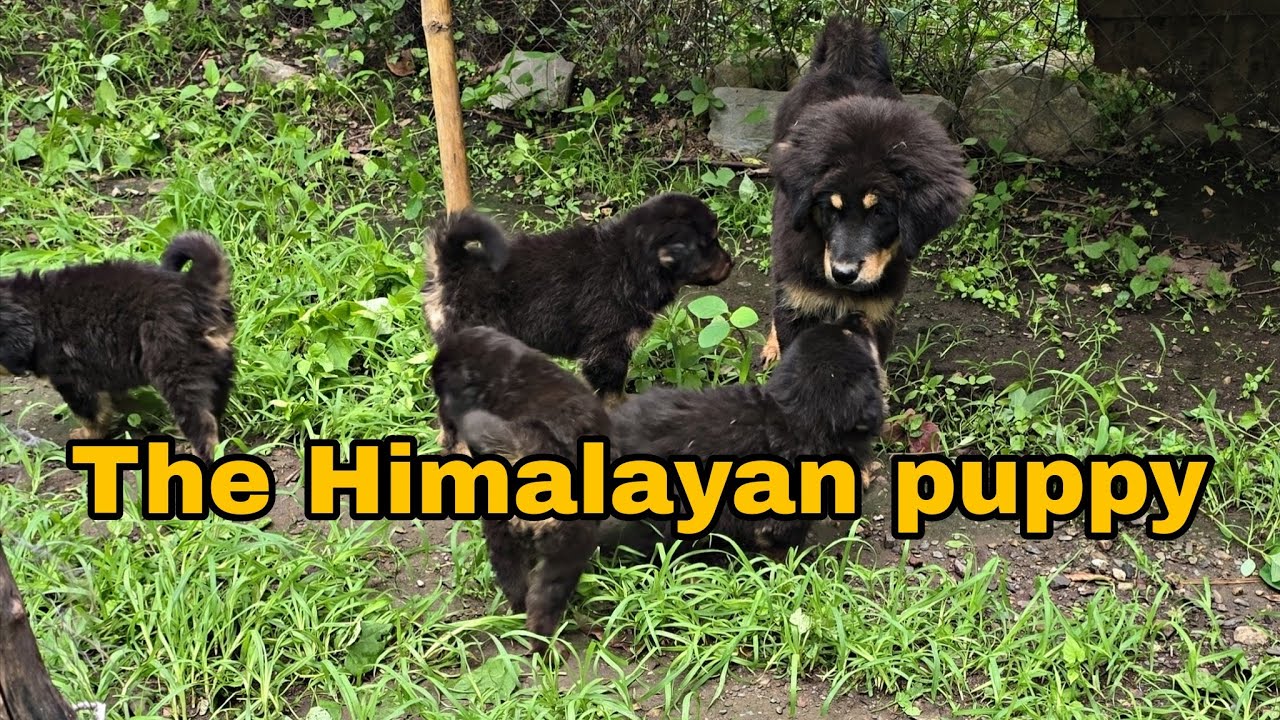 The Himalayan dog puppies for sale the best guard dog breed indian dog breed Uttarakhand Wale