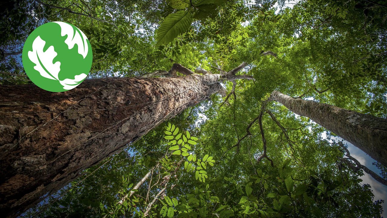 Nature's Climate Solution