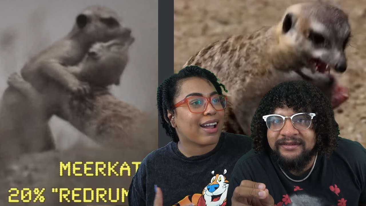 Самое жестокое животное на Земле! | Casual Geographic Reaction!