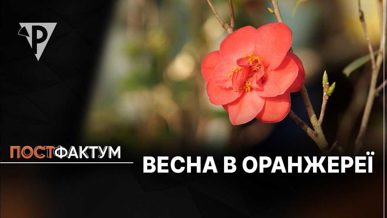 Весна в оранжереї: у Криворізькому ботсаду у розпалі цвітіння азалій